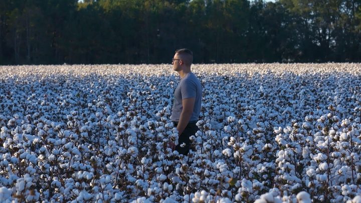 A lone figure standing in a cotton field