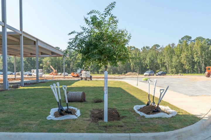 A newly planted tree outside the facility